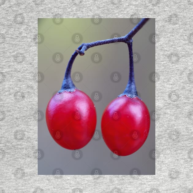 Bittersweet nightshade berries by SDym Photography